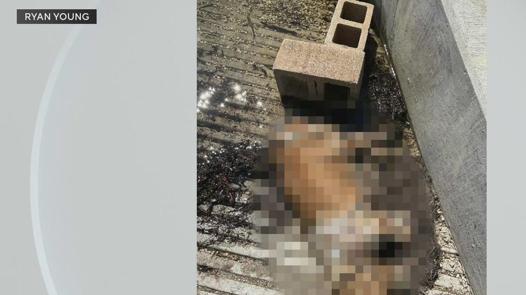 Miami police investigate after dog found dead underwater, tied to cinder blocks off Coconut Grove — CBS Miami, Riverview Government news