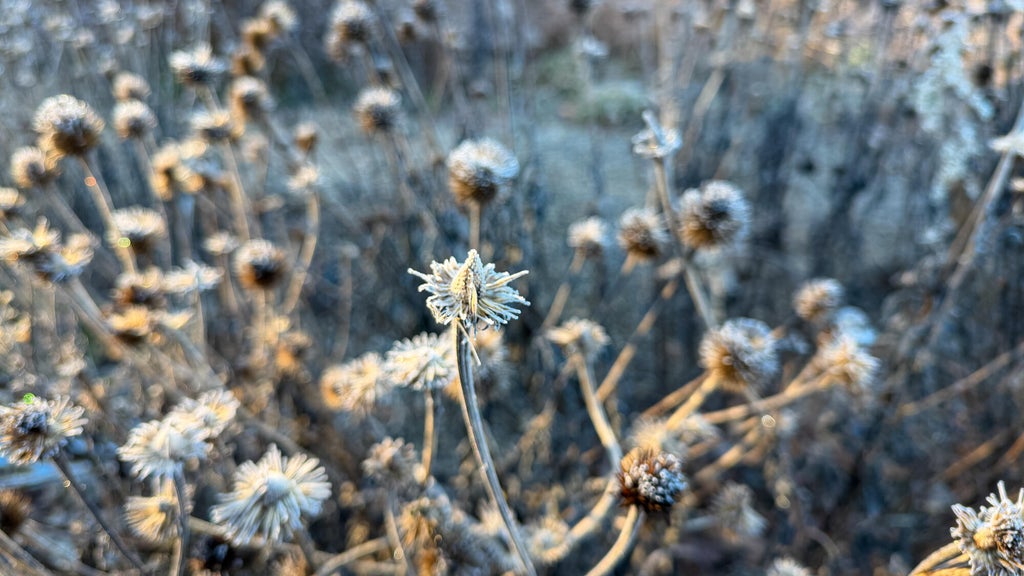 Breezy winds bring cool air to Minnesota, with first frost possible in the metro Friday night — WCCO / CBS Minnesota, Riverview Sports news