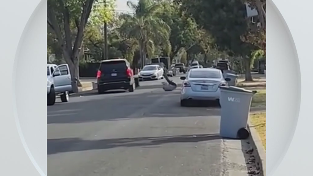 Federal immigration vehicle hits pedestrian in Woodland, police say — CBS Bay Area (KPIX), Riverview Health news