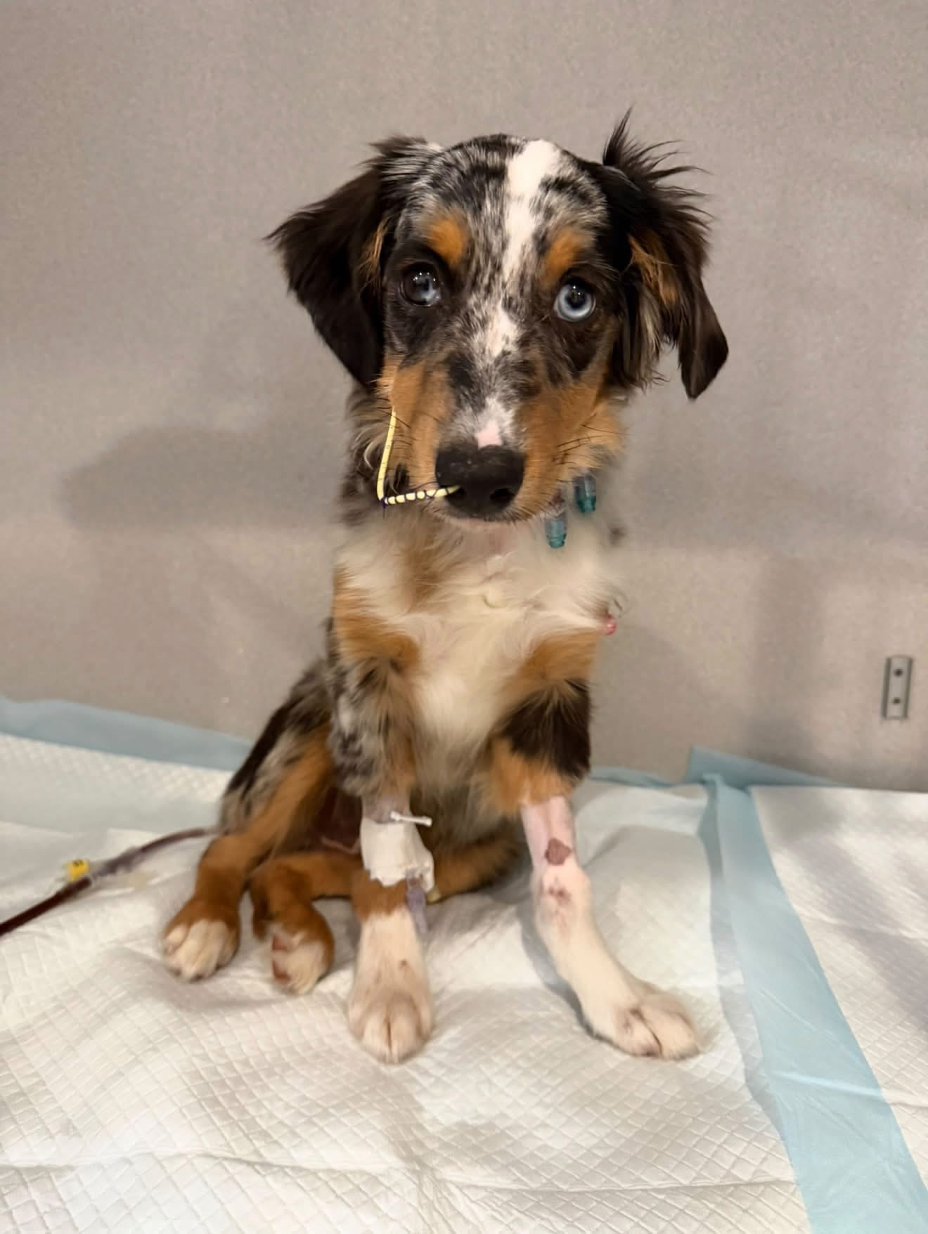 Puppy's Parvo fight highlights red flags for pet buyers — WFTS ABC Action News Tampa, Riverview Health news