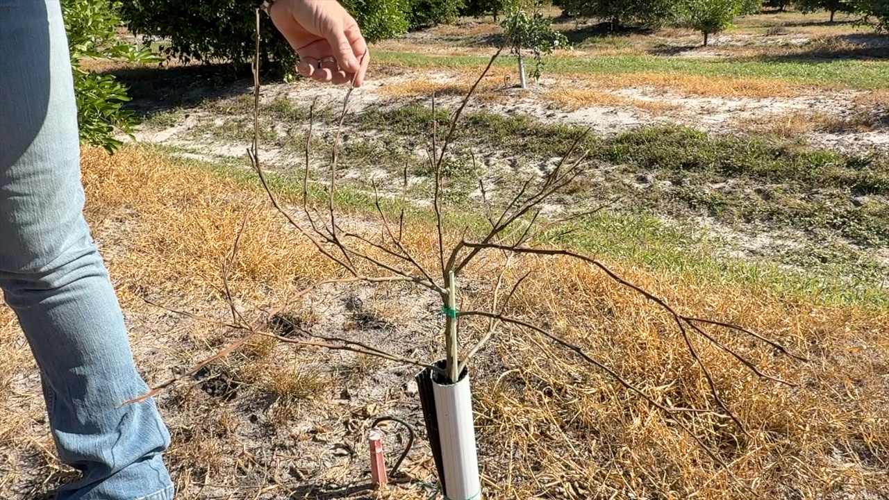 Extreme weather drastically cuts Polk County farmers' citrus yield — Riverview Sports news