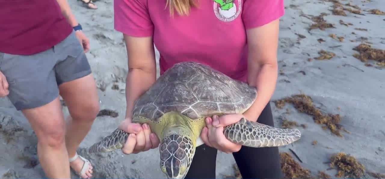 Double sea turtle release earlier in Delray Beach; Rescued from hooks, fishing lines — WPBF West Palm Beach
