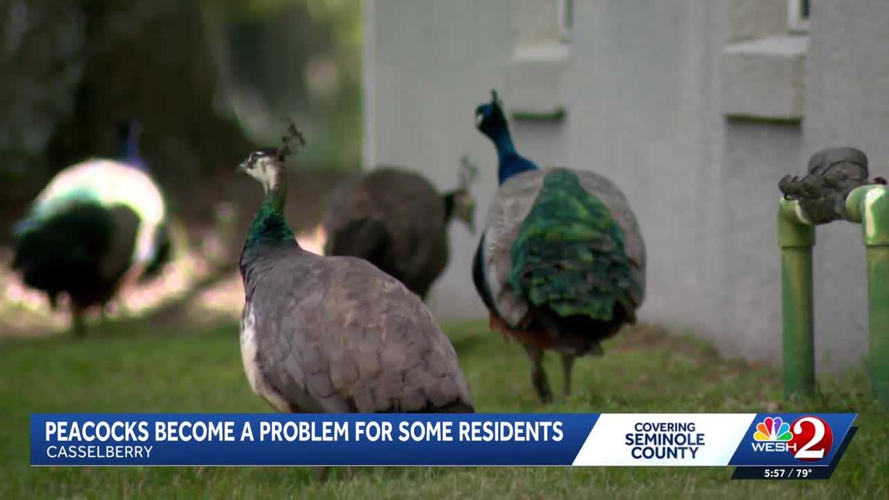 Peacocks vs. property owners: Casselberry rethinks peacock protections amid property damage complaints — WESH 2 Orlando, Riverview Real Estate news