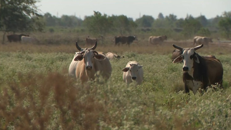 A Waller County rancher says there's a bigger problem behind high beef prices — KHOU 11 (Houston), Riverview Community news