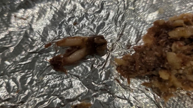 Texas customer sues after she found cow tooth in taco at fast-casual chain — WTSP Food Tampa Bay, Riverview Dining news