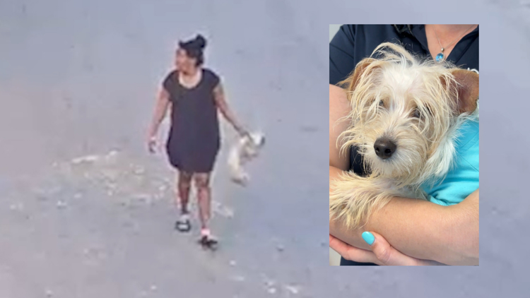 VIDEO: Woman faces 6 animal cruelty charges for throwing, kicking 1-year-old Maltese — WTSP 10 Tampa Bay