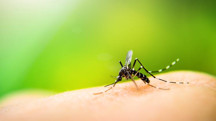 Hillsborough, Pinellas extend states of emergency due to rise in dengue cases — WTSP 10 Tampa Bay, Riverview Community news