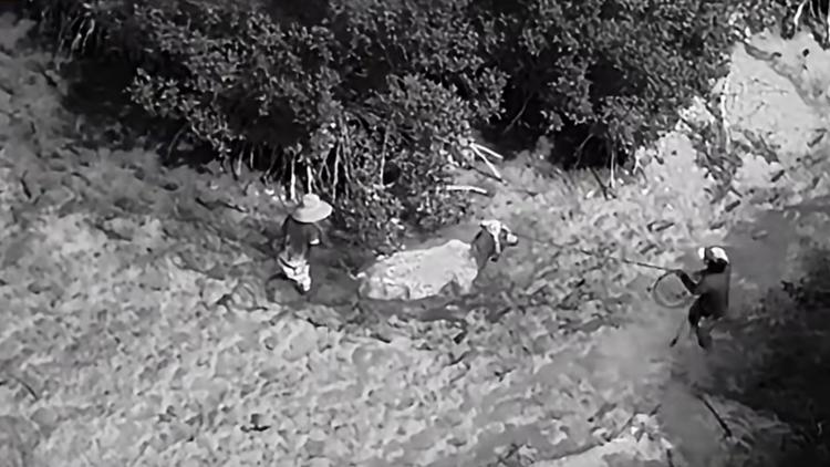 VIDEO: Hillsborough County deputies help rescue cow stuck in mud — WTSP Hillsborough County
