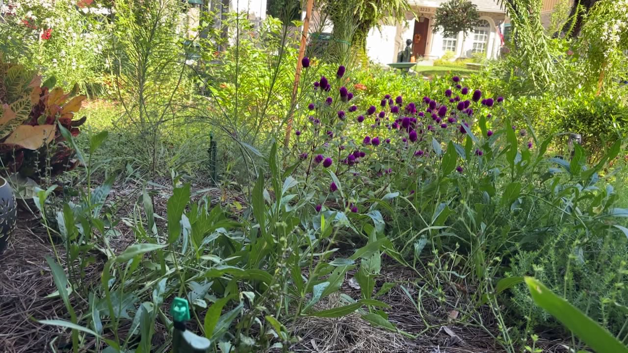 Tampa offers homeowners up to $3,000 in rebates to replace grass with native plants: Here's how to cash in — FOX 13 Tampa Bay News, Riverview Community news