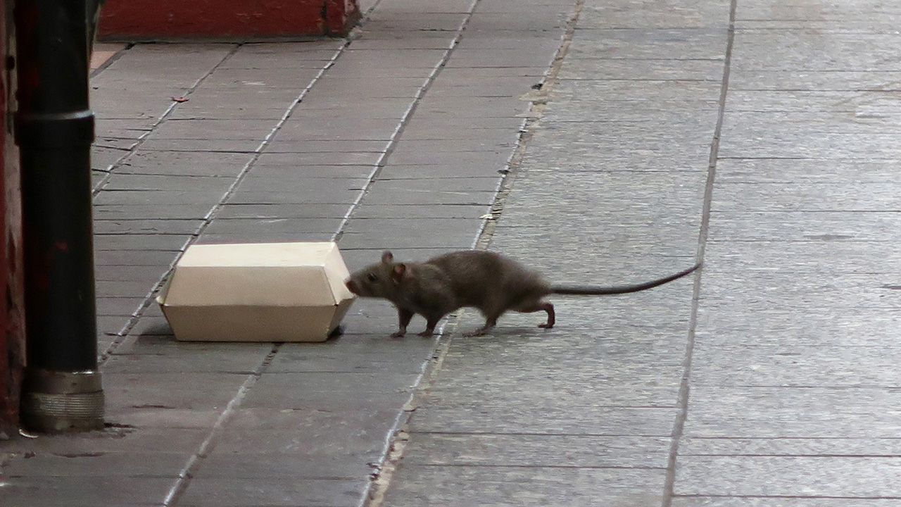 Rats and mice are the worst in these U.S. cities, new ranking finds — FOX 13 Tampa Bay News, Riverview Business news
