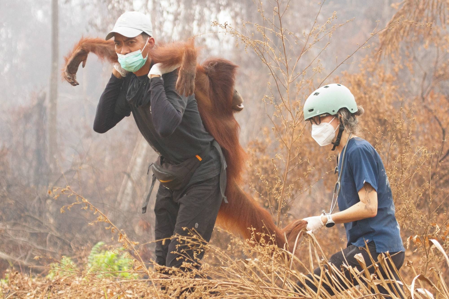  Indonesia releases eight orangutans rescued from fires to protected forest  — Japan Times