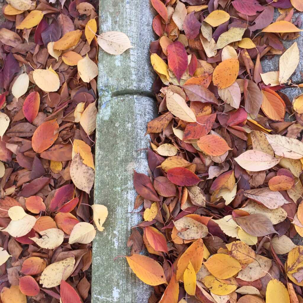 “Leaf collection season begins November 2” also “…District’s composting efforts this fall by dropping off pumpkins, gourds, and other acceptable food scraps at designated food waste collection locations” — PoPville DC